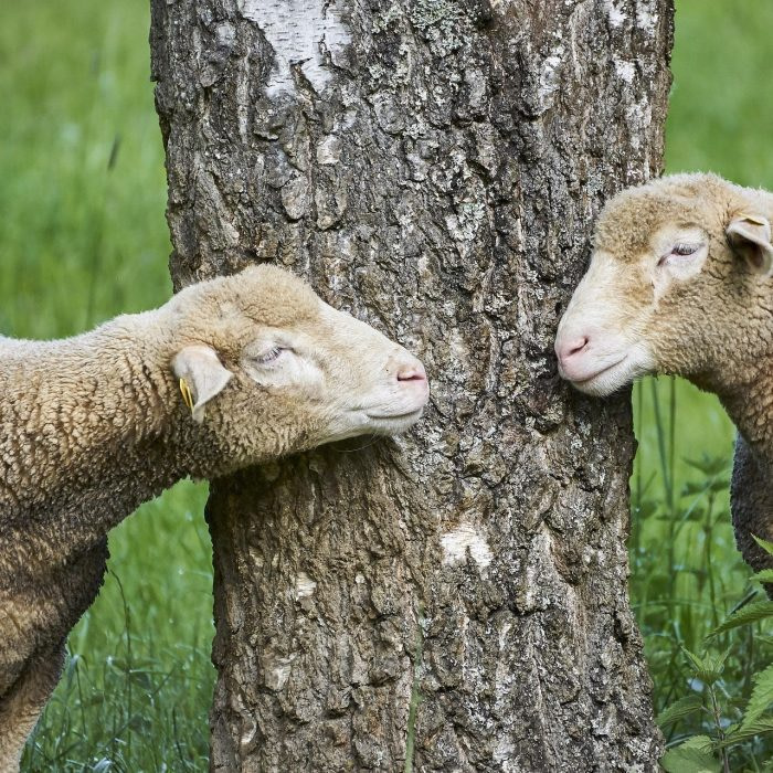 PN#2 moutons